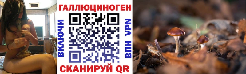 дарк нет телеграм  omg сайт  Шилка  Псилоцибиновые грибы мицелий 